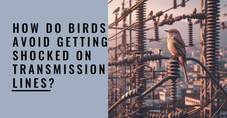 Why Does Bird Not Get Shock on Transmission Lines?
